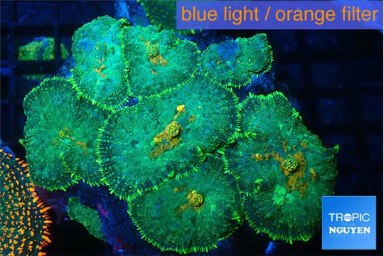 Rhodactis green sunset 7-12 cm WYSIWYG acclimaté