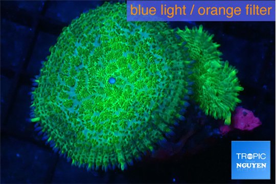 Rhodactis green 2 polyps WYSIWYG acclimaté