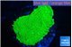 Montipora green cap 2-3 cm WYSIWYG acclimaté