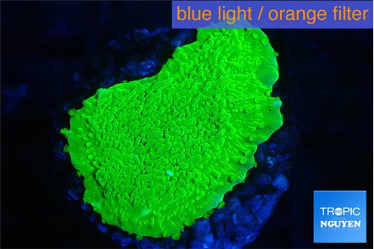 Montipora green cap 2-3 cm WYSIWYG acclimaté