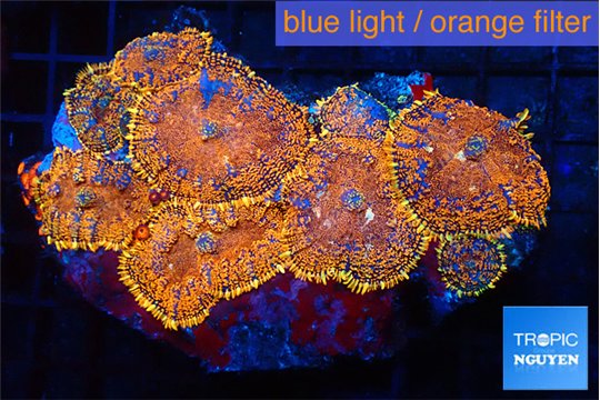 Rhodactis red blue superman 7-12 cm WYSIWYG acclimaté