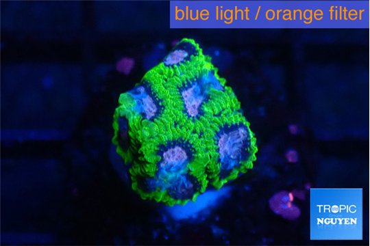 Favia space monkey 2-3 cm cm WYSIWYG acclimaté