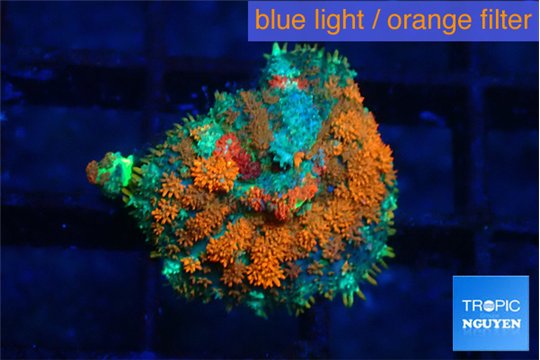 Rhodactis red green premium 3-5 cm WYSIWYG acclimaté