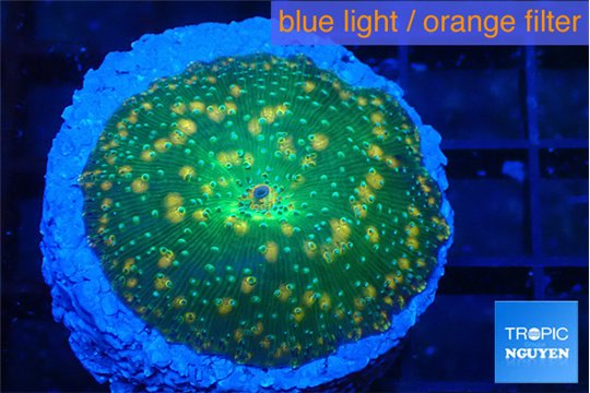 Discosoma watermelon gold spot 1 polyp WYSIWYG acclimaté