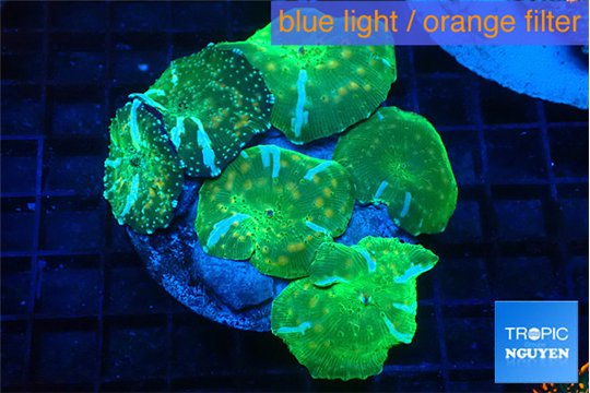 Discosoma watermelon blue flame 7-11 cm WYSIWYG acclimaté