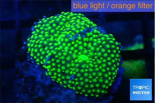 Ricordea floridae green golden 1-2 polyps WYSIWYG acclimaté