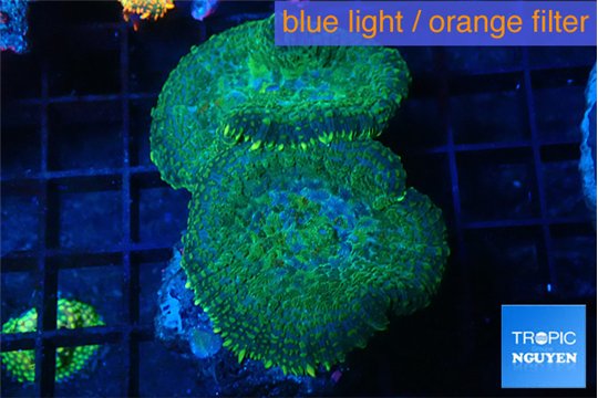 Rhodactis green purple 2 polyps WYSIWYG acclimaté