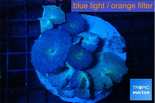 Discosoma deep blue avatar 7-12 cm WYSIWYG acclimaté
