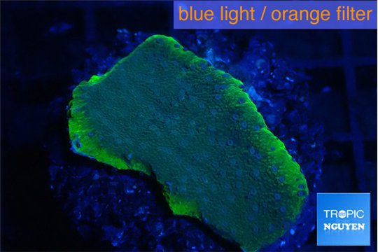 Montipora blue polyps 2-4 cm WYSIWYG acclimaté