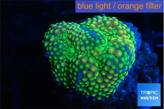 Ricordea floridae green golden 1 polyp WYSIWYG acclimaté