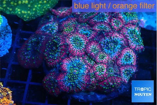 Discosoma rainbow 6-9 cm WYSIWYG acclimaté