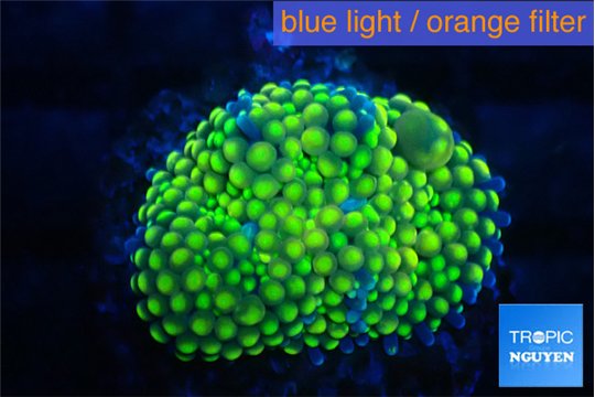 Ricordea floridae green golden 1 polyp WYSIWYG acclimaté