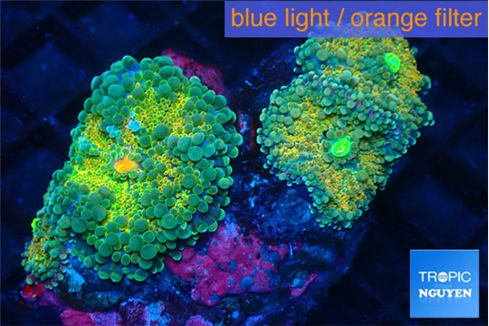 Ricordea yuma green gold 4 polyps WYSIWYG acclimaté