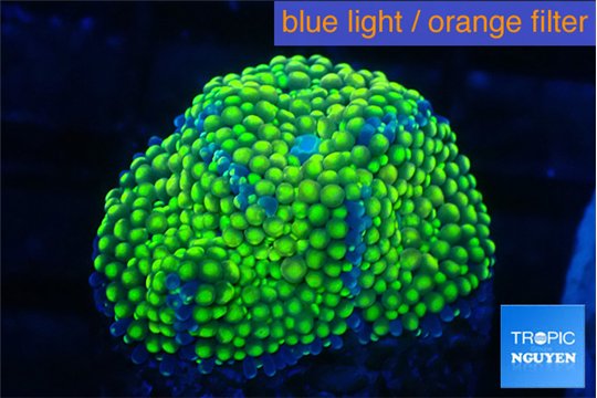 Ricordea floridae green golden 2 polyps WYSIWYG acclimaté