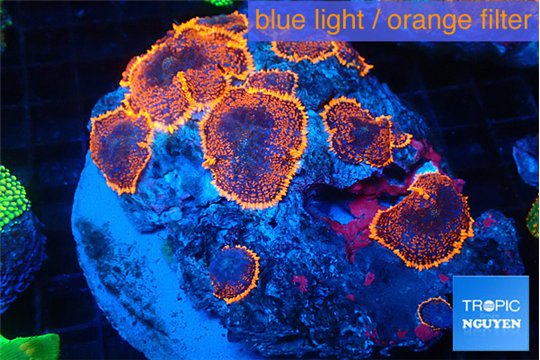 Rhodactis red blue superman 7-12 cm WYSIWYG acclimaté