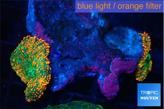Rhodactis green fire forest 2 polyps WYSIWYG acclimaté