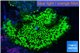 Montipora green 3-4 cm WYSIWYG acclimaté