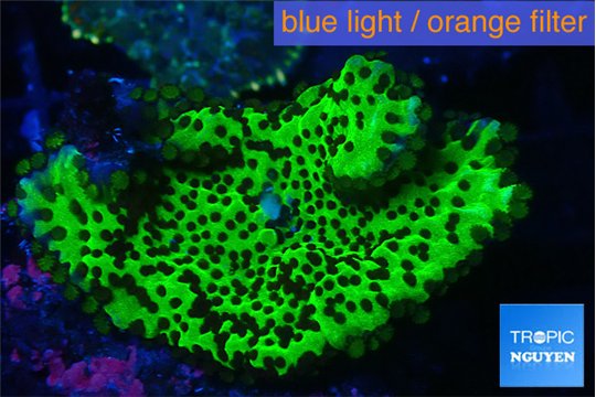 Montipora green 3-4 cm WYSIWYG acclimaté