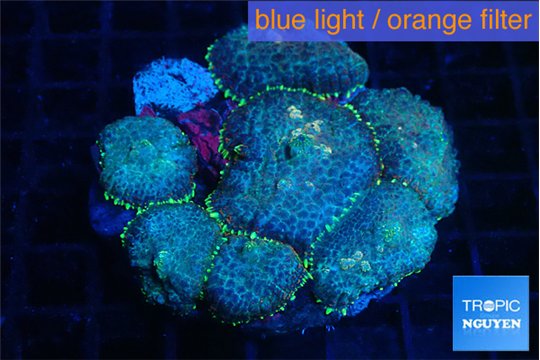Rhodactis golden blue Tonga 7-10 cm WYSIWYG acclimaté