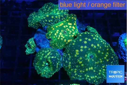 Discosoma watermelon gold spot 6 polyps WYSIWYG acclimaté