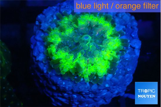 Ricordea yuma ufo 1 polyp WYSIWYG acclimaté