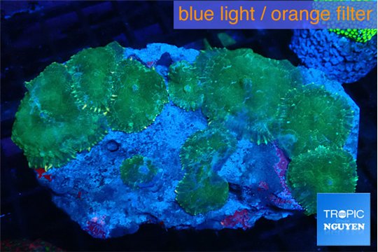 Rhodactis green 7-14 cm WYSIWYG acclimaté