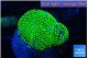 Ricordea floridae green 1 polyp WYSIWYG acclimaté