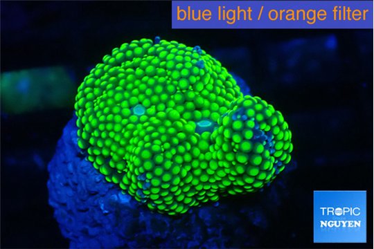 Ricordea floridae green 1 polyp WYSIWYG acclimaté