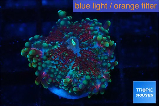 Ricordea yuma tricolor 1 polyp WYSIWYG acclimaté