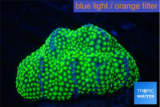Ricordea floridae green 1-2 polyps WYSIWYG acclimaté