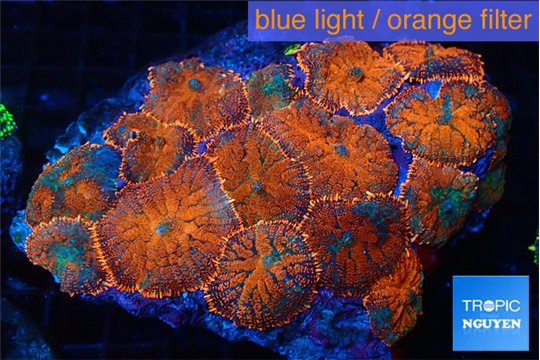 Rhodactis red blue superman 7-12 cm WYSIWYG acclimaté