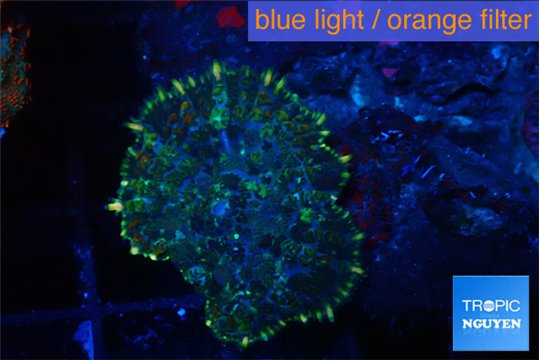 Rhodactis golden blue Tonga small polyp 1 polyp WYSIWYG acclimaté
