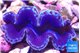 Tridacna maxima blue breeding 5-6 cm WYSIWYG acclimaté