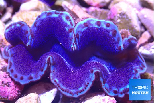 Tridacna maxima blue breeding 5-6 cm WYSIWYG acclimaté