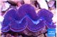 Tridacna maxima blue breeding 5-6 cm WYSIWYG acclimaté