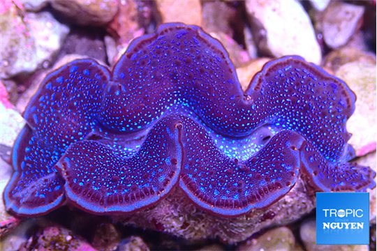 Tridacna maxima blue breeding 5-6 cm WYSIWYG acclimaté