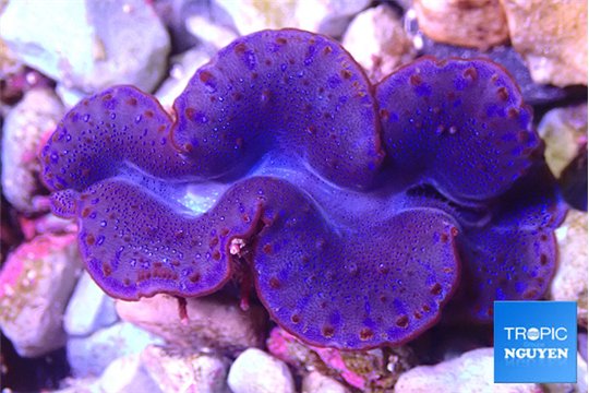 Tridacna maxima blue breeding 5-6 cm WYSIWYG acclimaté