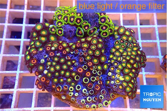 Zoanthus garden mixed color 8-12 cm WYSIWYG acclimaté