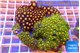 Zoanthus garden mixed color 8-12 cm WYSIWYG acclimaté
