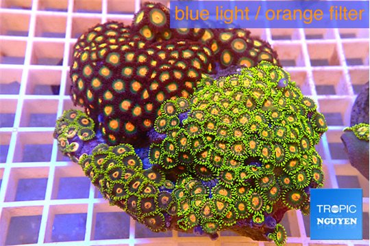 Zoanthus garden mixed color 8-12 cm WYSIWYG acclimaté