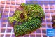 Zoanthus garden mixed color 8-12 cm WYSIWYG acclimaté