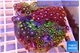 Zoanthus garden mixed color premium 8-12 cm WYSIWYG acclimaté