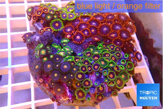 Zoanthus garden mixed color premium 8-12 cm WYSIWYG acclimaté