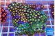Zoanthus garden mixed color premium 7-11 cm WYSIWYG acclimaté