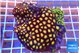 Zoanthus garden mixed color 8-12 cm WYSIWYG acclimaté