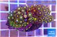 Zoanthus mixed color 4-6 cm WYSIWYG acclimaté