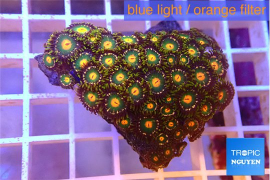 Zoanthus fusion 4-5 cm WYSIWYG acclimaté