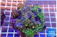 Zoanthus garden mixed color 8-12 cm WYSIWYG acclimaté