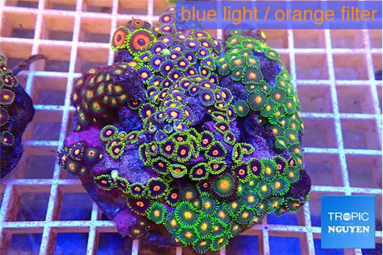 Zoanthus garden mixed color 8-12 cm WYSIWYG acclimaté
