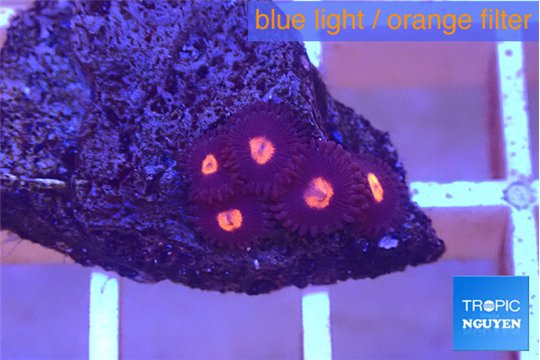 Zoanthus cherry 5 polyps WYSIWYG acclimaté